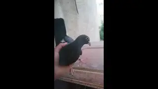 Yavrular Uçmaya Hazır