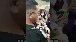 #lovely #animals #funnyshorts #fyp #foryou #cute #short #shortsvideo #cat
