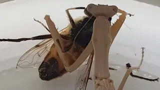 Praying Mantis What happens if a praying mantis sees a Colorado potato beetle? A fight between a ...