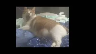 Gato maximize