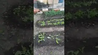 Переехали с Татарстана на Юг. Купили дом на Кубани.