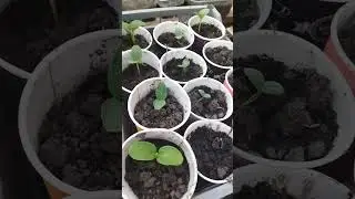 НЕ надо торопится высаживать семена на рассаду# Эта весна с заморозками нас научила#shorts#Рассада