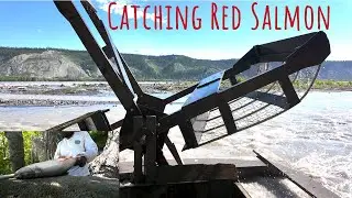 Catching Salmon on an Alaska Fishwheel