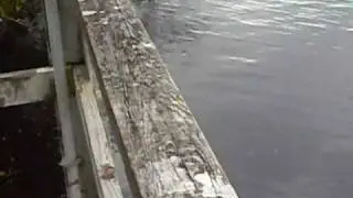 Cute Manatee (eating)