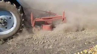 Все не так как всегда. Уборка лука.2020