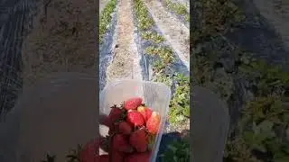 Собираем клубнику