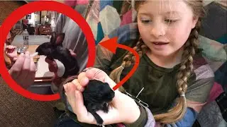We Rescued a Baby Rabbit