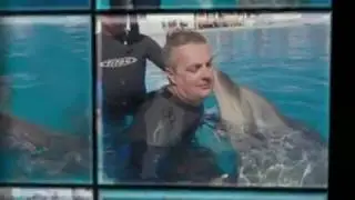 Ddolphins 4 f1