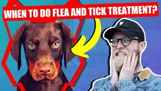 WHEN SHOULD I FLEA AND TICK MY DOBERMAN PUPPY