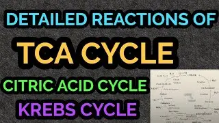 DETAILED REACTIONS  OF TCA CYCLE// CITRIC ACID CYCLE//KREBS CYCLE