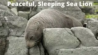 Peaceful, Sleeping Sea Lion