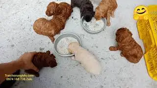 Cả bọn tập ăn. Chó #poodle con