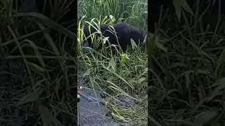 нечто из болота