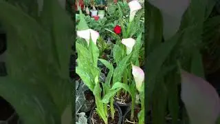 Zantedeschia aethiopica, it is known as calla lily and arum lily. 