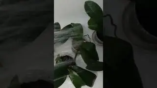 Полив орхидей душем преимущества .Orchid shower