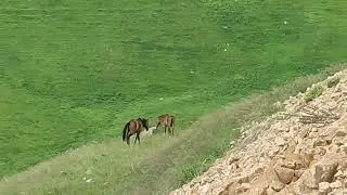 Kəlbəcər 19 İyun 2024 yeni görüntülər.