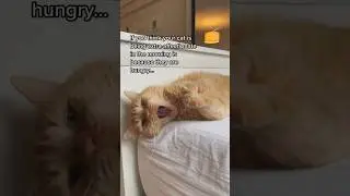 Cat fact you DIDN’T know! 