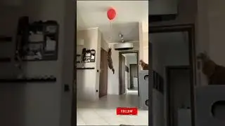 Кот прыгнул за шариком #Tik Tok #Shorts #Тик Ток #ПриколКоты #Catstiktok