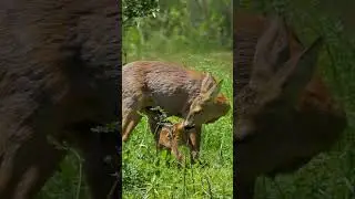 Какими рождаются олени?