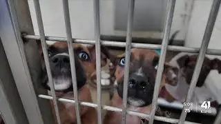 Kansas shelter drastically reduces length of stay for pets