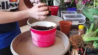 LA FORMA CORRECTA DE TRASPLANTAR UNA ORQUIDEA