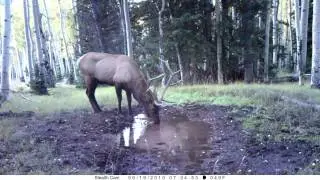 Elk Bugle - Stealth Cam Prowler HD