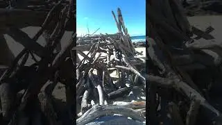 Driftwood shack on Shelly beach, Nambucca Heads.