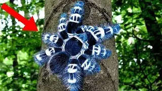 10 aranha mais perigosas do mundo - Mais Curiosidades