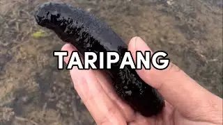 Mencari Bintang laut, udang mantis, taripang, kerang, dan kepiting untuk bikin baby crab crispy