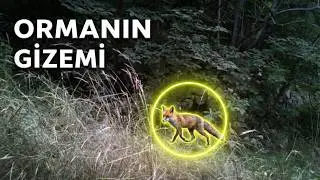 Tokat/Erbaa/Pınarbeyli köyü ormanlarından Fotokapan görüntüleri (TİLKİ)
