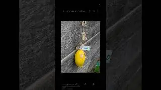 GCam 9.0. SmartScreenRecord