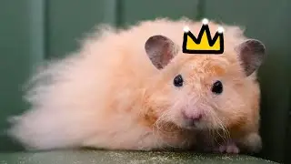 Happy Boi is BACK?
