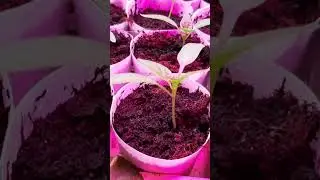 Перчики растут