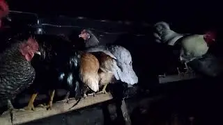 Курочки отдыхают)