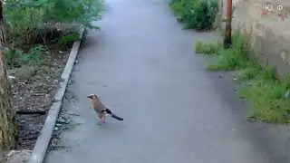 Птичка на улице Ростова-на-Дону. 12.05.2020