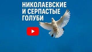 Голуби Николаевские / Nikolaevskie pigeons