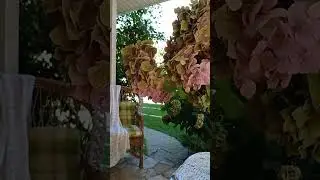Шикарные гортензии в саду
