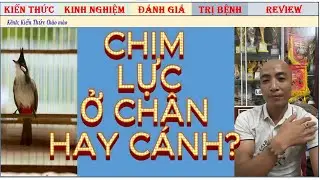 Theo bạn: Chim Chào mào Lực ở Chân hay ở Cánh? và Trả lời 15 câu hỏi hay