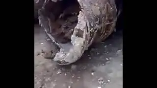 Потерявшийся мышонок
