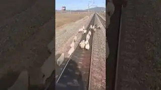Sheeps Ki Ye Harkat Mujhe Bilkul Bhi Pasand Nhi