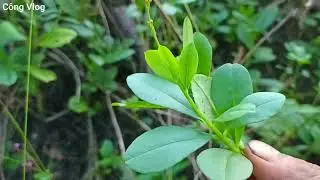 Cây Nhân Sâm Đất Rất Tốt Cho Sức Khỏe