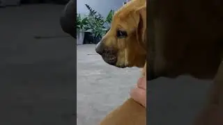 Ambiente de Fila Brasileiro sempre é tenso. #filabrasileiro