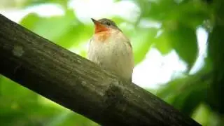 Red-breasted Flycatcher / Kis légykapó (Ficedula parva) in Bialowieza, Palace Park, 2010
