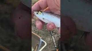 Как я ловлю уклейку 