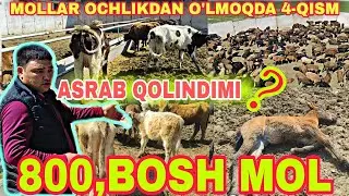4-qism 800,BOSH CHORVO AXVOLI NIMA BO'LDI BARCHA SAVOLLARGA JAVOB.....