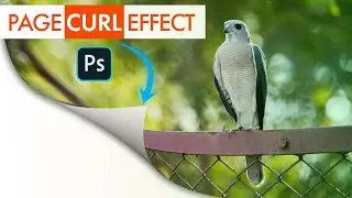 How to Create Page Curl effect in Photoshop | Adobe Photoshop tutorial | 