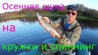Осенняя ловля щуки на живца. Кружки и стационарные жерлицы.