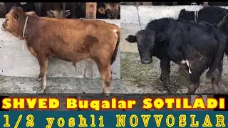 SHVED🐂 poroda NOVVOSLAR 🐂 SOTILADI💵 shoshiling 🏃🏻‍♂️