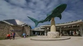 Exploring Okinawa - Shark Week in a Day - OOSP