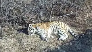 Тигр радуется весне